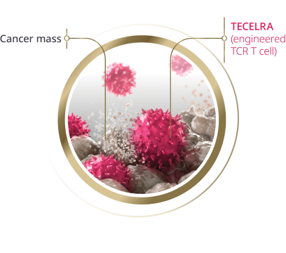 Image of TECELRA engineered TCR T cells destroying cancer cells