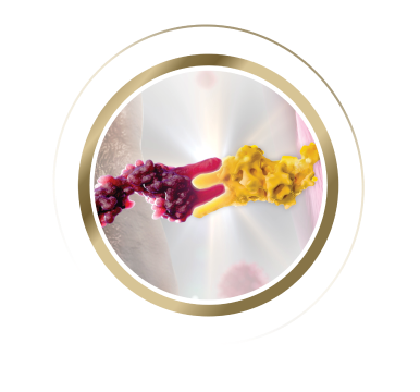 Image of an enhanced TCR on a TECELRA engineered T cell interlocking with the HLA-A*02-presented MAGE-A4 peptide on a cancer cell