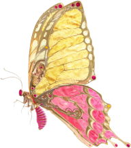 Image of an engineered mechanical yellow and magenta butterfly