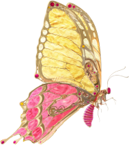 Image of an engineered mechanical yellow and magenta butterfly